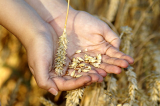 Semer le blé et faire des jeux avec les graines Du 29 au 30 oct 2024