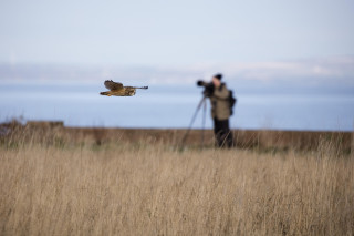 Sortie au crépuscule à la recherche du Hibou des marais