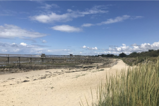 Sortie nature : la dune du Collet, oyats et immortelles