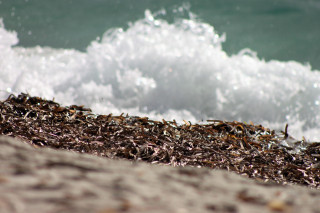 Sortie nature : la laisse de mer, sur la plage, abandonnée...