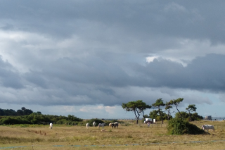 Sortie nature : marais de Lyarne, oiseaux et laisse de mer Du 15 juil au 29 oct 2024