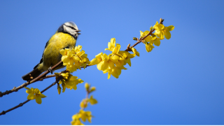 Stage Initiation au chant des oiseaux (débutant·es) Pornic