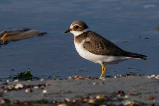 Stage nature : les oiseaux limicoles à marée haute