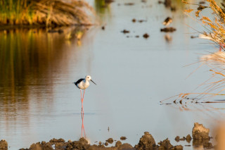 Stage sur les oiseaux hivernants