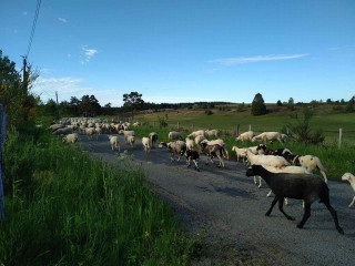 Wandertierhaltung mit Patu'retz