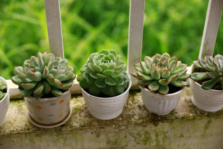 Troc de plantes