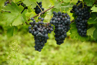 Un bon vin ? Oui mais... comment ?