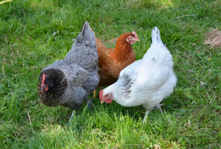 Visitez la Ferme des Poulettes