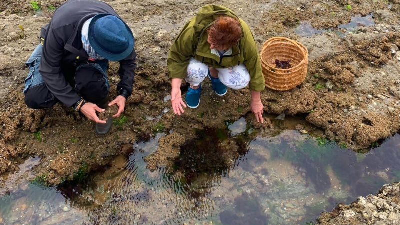 À la découverte des algues