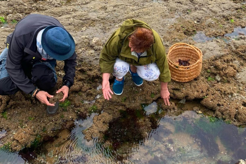 Algues et petites bêtes du bord de mer