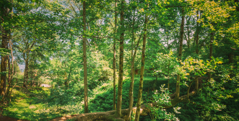 Atelier création de jardin-fôret Pornic