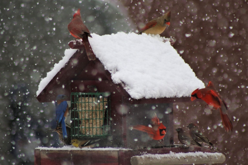 Atelier création boule de graisse pour oiseaux ateliers de maia destination pornic prefailles