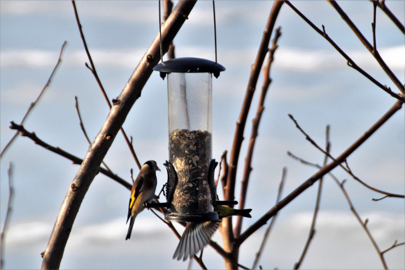 atelier création mangeoire boules de graisse oiseaux pornic epicerie la tambouille les ateliers de maia destination pornic