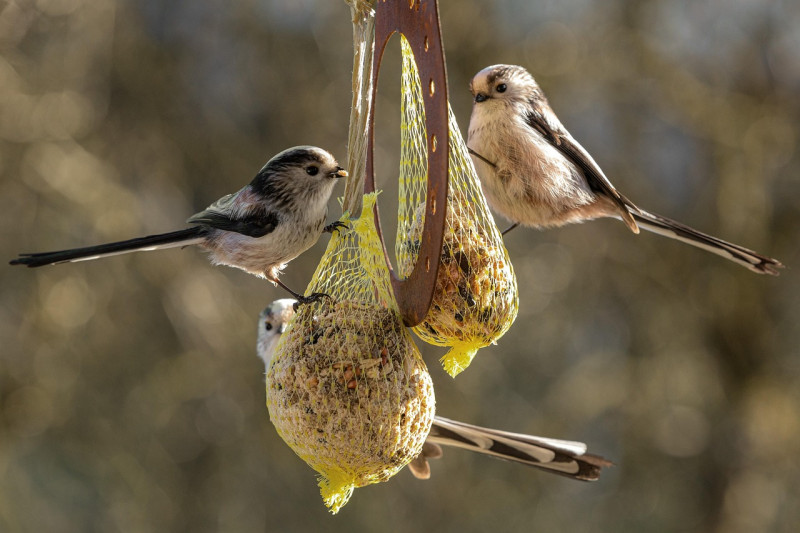 Atelier de fabrication d'une boule pour oiseaux à la ferme des Poulettes