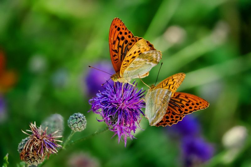 Atelier enfant 8 à 11 ans - Insectes et autres petites bêtes