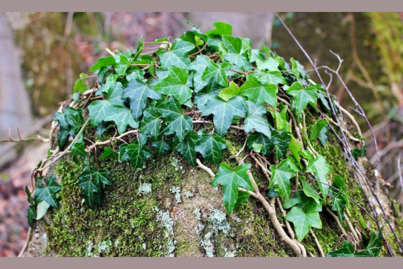 Workshop: Herstellung eines umweltfreundlichen Efeu-Waschmittels – Reiseziel Pornic