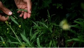 ATELIERS: UTILISATION DES PLANTES SAUVAGES PORNIC