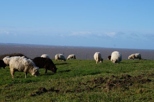 Balade autour de la Fontaine aux Moutons Pornic