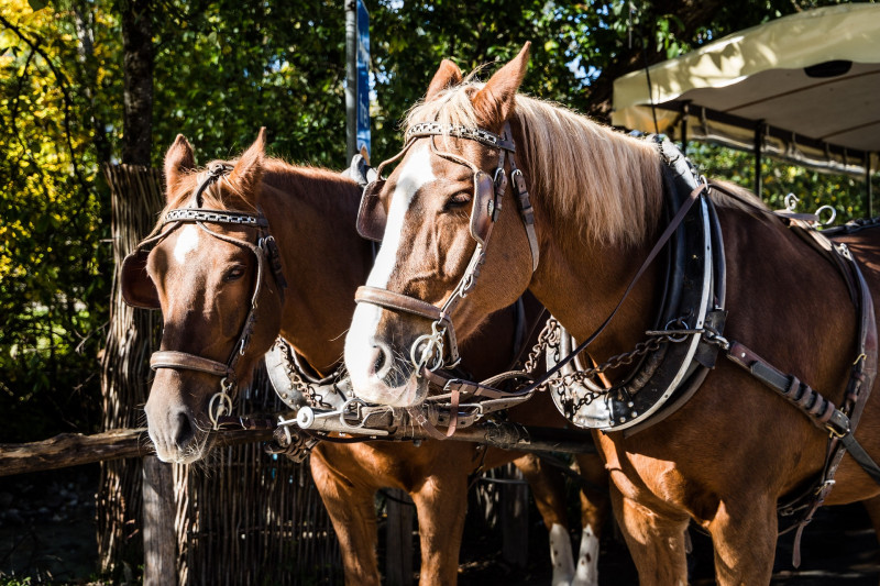 Balade en calèche dans le Marais Breton