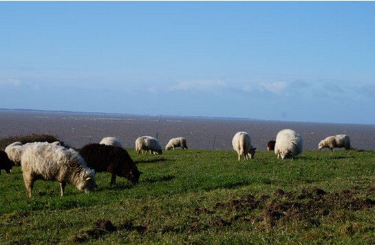 BALADE LA FONTAINE AUX MOUTONS  PORNIC