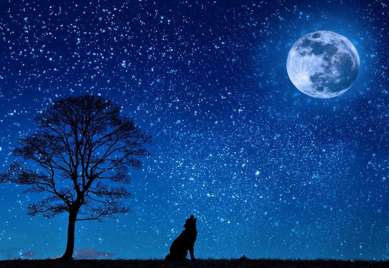balade nocturne faune flore randonnée