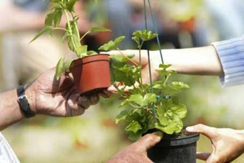 Marché aux plantes, Vide jardin, Animations Saint-Michel-Chef-Chef, Tharon-Plage, Bien être au jardin 