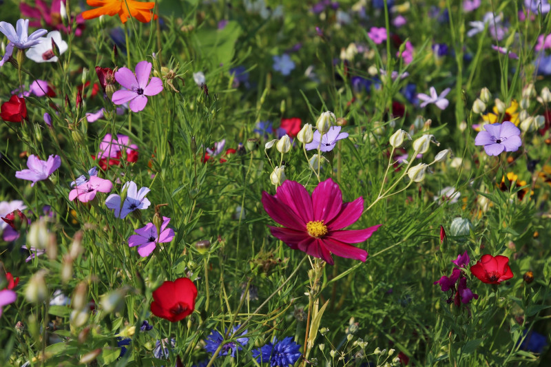 Bienvenue dans mon jardin au naturel