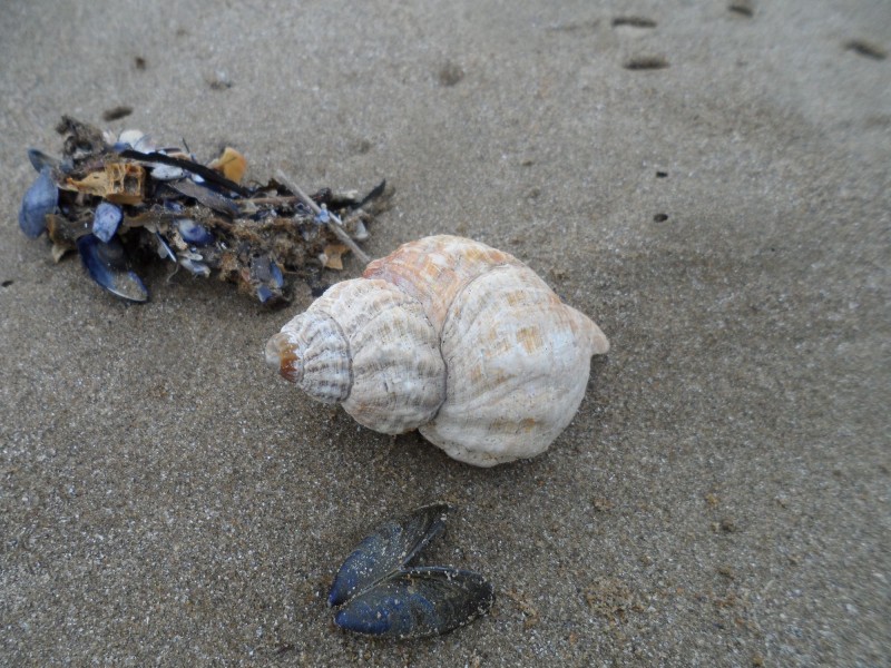 Sortie nature - LE MONDE DE LA PLAGE