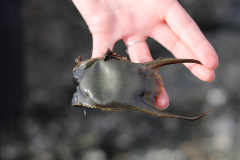 Chasse au trésor sur la plage