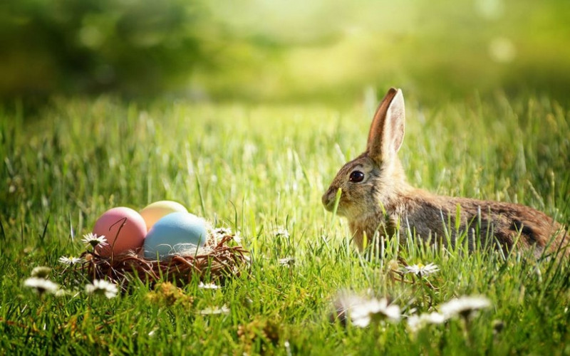 CHASSE AUX OEUFS PORNIC