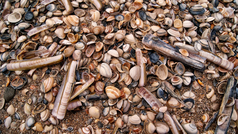 chasse aux trésors, nature biodiversité