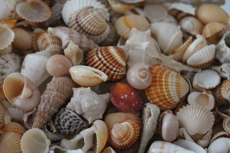 Chasse aux trésors sur la plage de La Bernerie en Retz