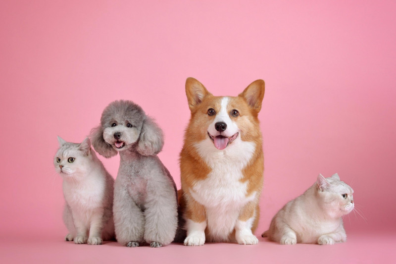 Choisissez une photo de votre animal préféré pour en faire son portrait