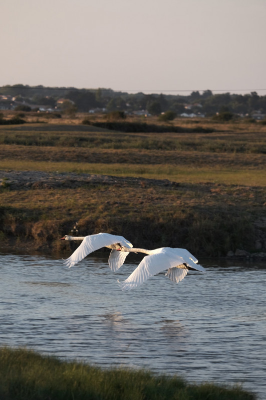 groupe sortie peche à pied autocariste seminaire teambuilding plage bord de mer pornic nature authenticité oiseaux marais moutiers en retz