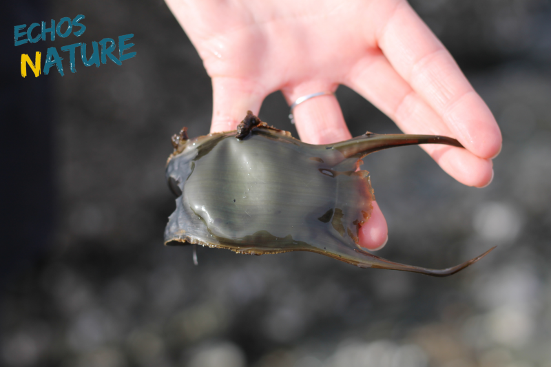 Treasure hunt on the beach Nature outing Animations st michel Tharon plage