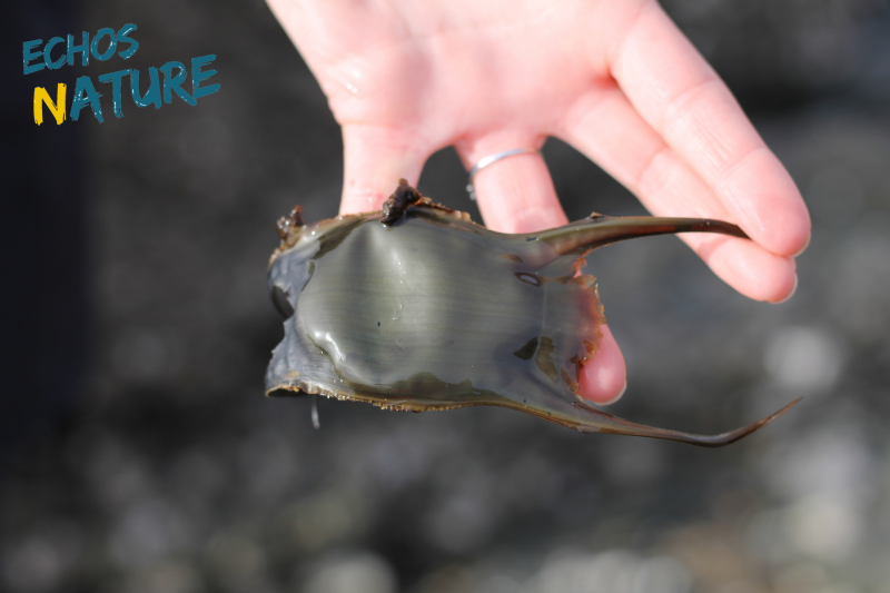 Chasse aux trésors sur la plage