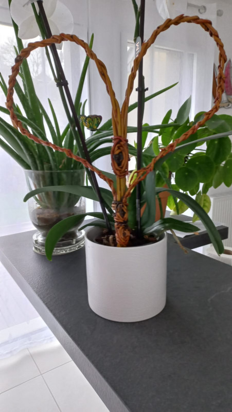 Coeur en osier vivant