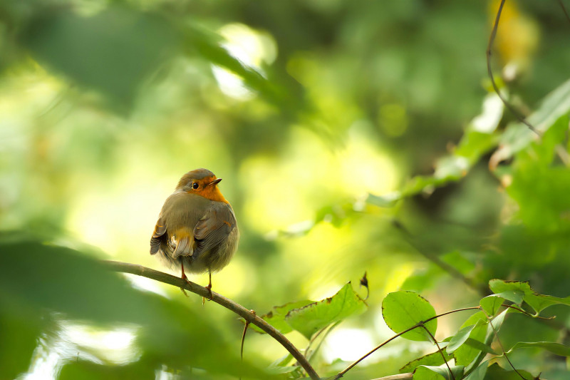 Comptez les oiseaux au jardin