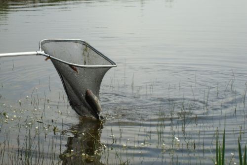 Pêche en étang