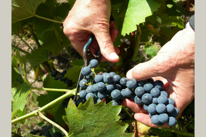 Vortrag: Geschichte des Weinbaus im Pays de Retz und Umgebung Alain Poulard Reiseziel Pornic