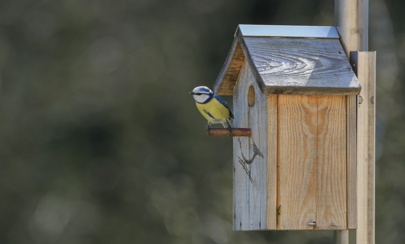 Construire son nichoir à oiseaux pornic