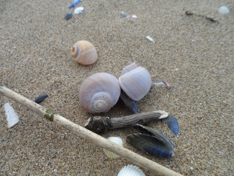 Sortie nature - LE MONDE DE LA PLAGE