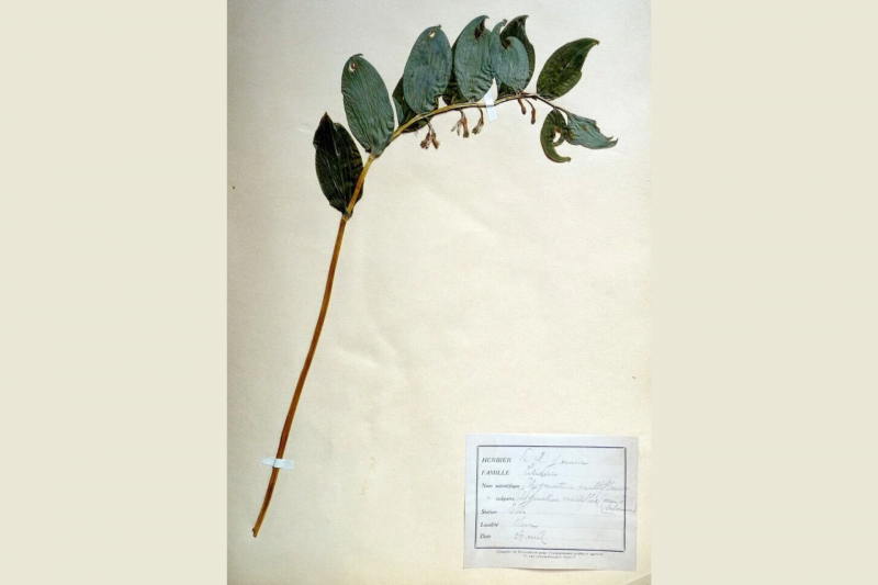 Discovering Ferdinand Jamin’s herbarium – European Heritage Days: ‘Destination Pornic’ exhibition