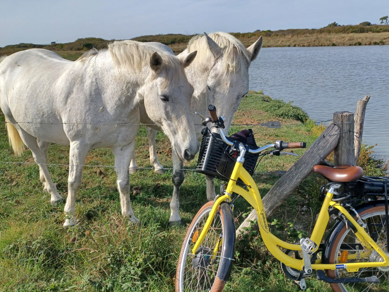 Échappée nature: Découverte de la Côte de Jade à vélo classique