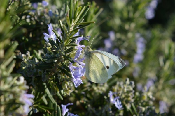 Rallye enfant : le monde des insectes