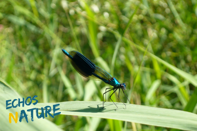Sortie Nature La Coulée Verte