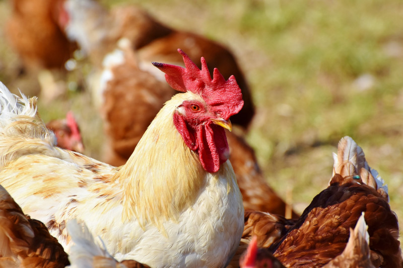 Escape Game à la Ferme