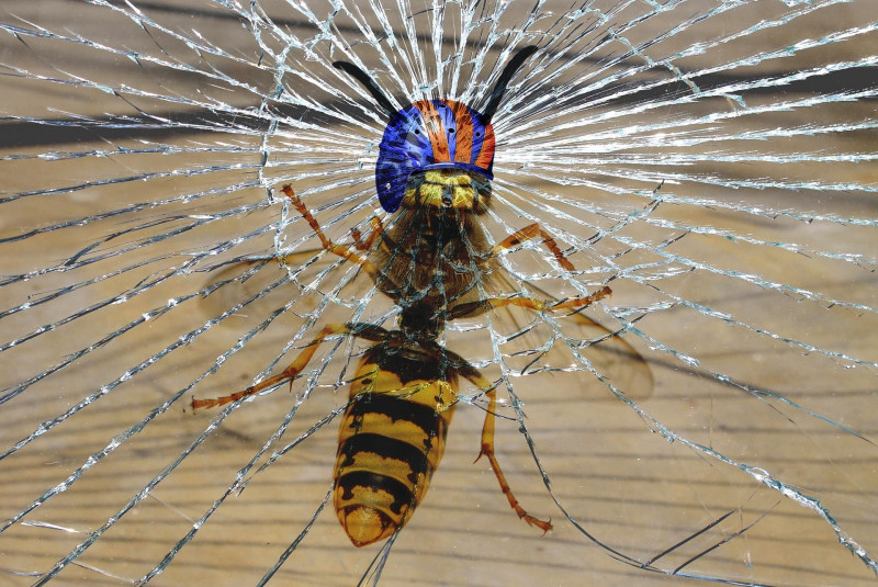 Exposition photos - Les p'tites bêtes du jardin