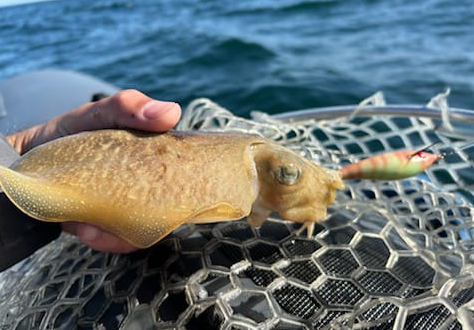 Fête de la Margat' 2026 Pornic concours de cuisine seiche pêcheurs