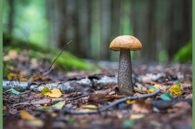 Fête des champignons nature visite dégustation Destination Pornic